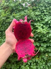 Boutures fruit de dragon -