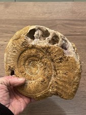 grande ammonite cristallisé