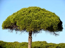 Pinus pinea | Stone Pine | Umbrella Pine - Pin parasol | Pin pignon