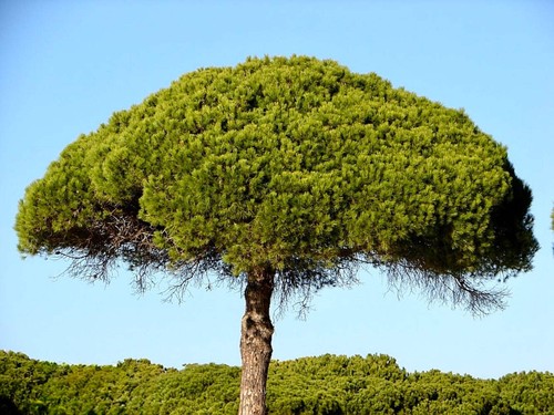 Pinus pinea 40cm - 20-40cm, stone
