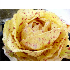 1000 GRAINES DE CHICORÉE