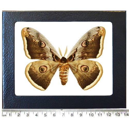 Saturnia pyri bark - , mimic