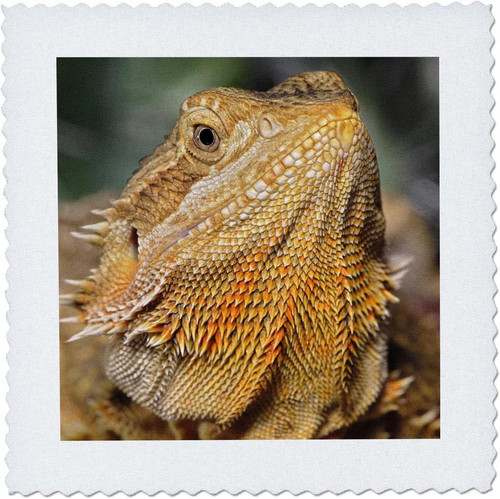 83647 bearded dragon - qs_83647_1,