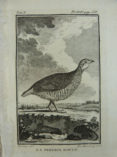 Ornithologie gravure oiseaux - ornithologie, :