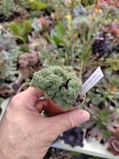 Aeonium tabuliforme cristata