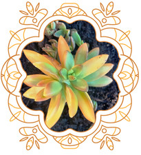 🌵 **NOUVEAUTÉ : MIX