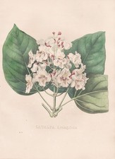 Catalpa Syringifolia America Lithographie Botanique Van Geel Sertum Botanicum