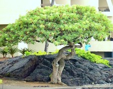 Schefflera arboricola, rare flowering Dwarf UmbrellaTree exotic bonsai  25 seeds