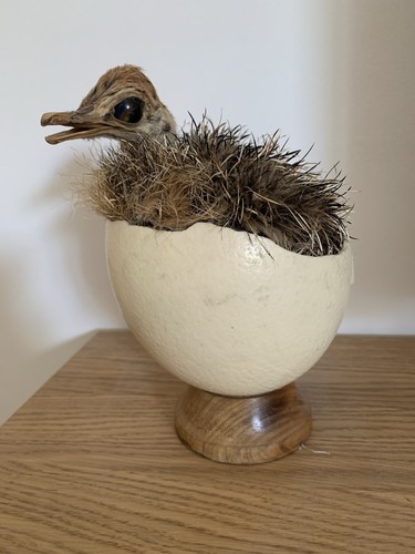 Taxidermie autruchon dans son