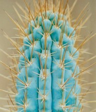 Azureocereus viridis SEEDS -