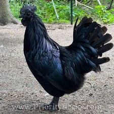 (6+) Ayam Cemani Fertile