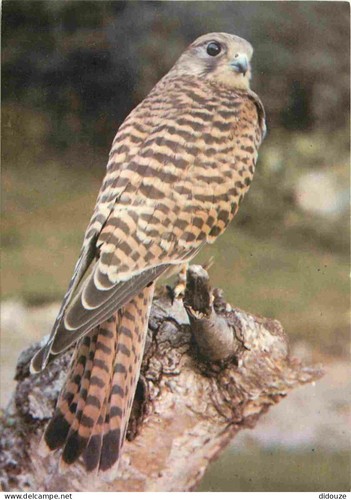 Carte postale animaux - carte,