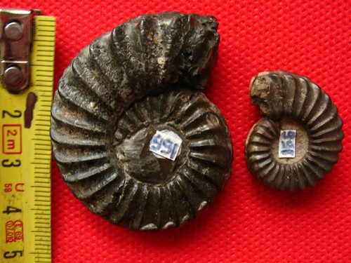 Ammonite pliensbachien - du,