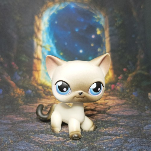 Chat siamois bis littlest - chat,