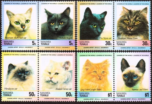 Chats siamois gingembre - siamois, angora