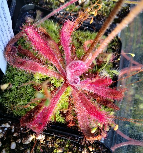 Drosera latifolia 10 - drosera,