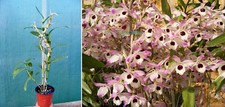 Dendrobium nobile, orchidée