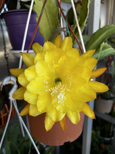 Epiphyllum yellow tang - epiphyllum,