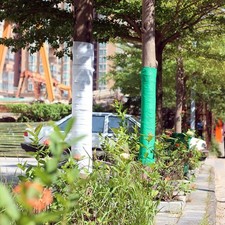 Enveloppe Arbre Respirante 2 Rouleaux 10cm par 35m pour Arbre de Jardin pour Pro