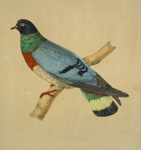 Paul louis oudart pigeon - paul,