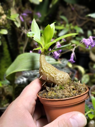 Plante tropicale - plante,