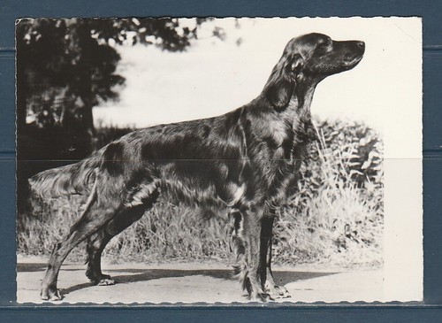 Cpsm vers 1960 nature faune - 1960,