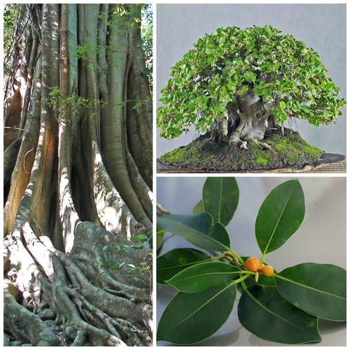 Graines ficus obliqua - graines,