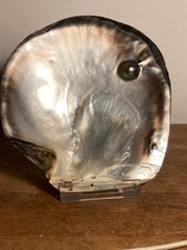 ANCIENNE GRANDE COQUILLE