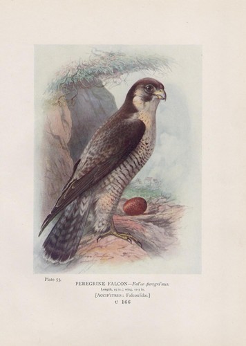 Faucon pèlerin falco - pèlerin, (falco
