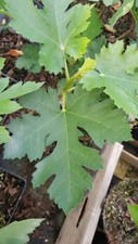 Ficus johannis subsp. afghanistanica / Figuier afghan / Conteneur de 1 à 1.9 ...