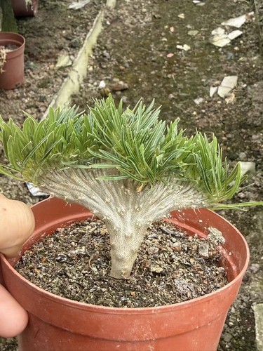 Pachypodium rosulatum