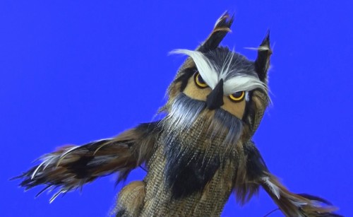 Professional great horned - "great,