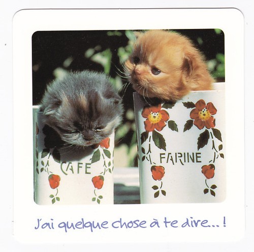 Chat chaton carte - chat,