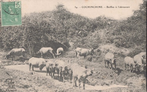 Cpa asie cochinchine buffles - asie,