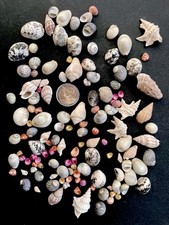 Lot de petits coquillages