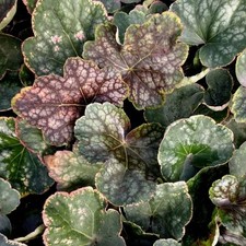 Heuchera 'Beauty Colour' - Heuchère tricolore