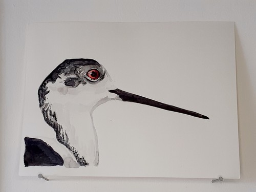 échasse blanche aquarelle - Échasse,