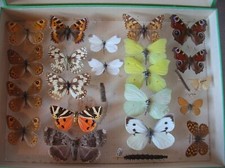 Ancienne vitrine boîte