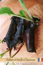 Consoude (Bocking 14) (de