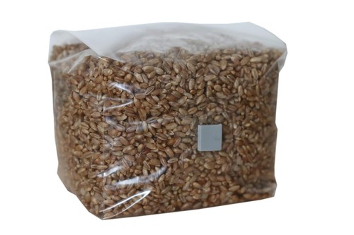 Mushroom rye grain spawn bag - grain,