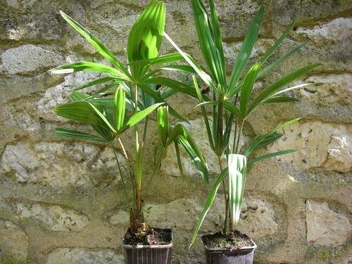 Palmiers rustiques - palmiers,