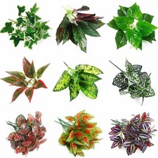 Plantes verdissantes fleurs