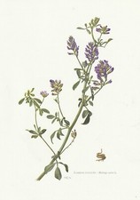 Planche 77 Histoire Naturelle