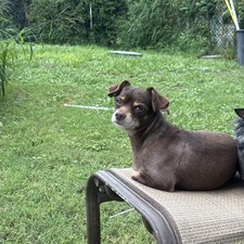 New Home Chihuahua/Mix Dog   