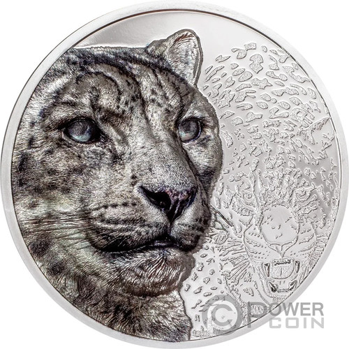 Snow leopard wild mongolia - snow,