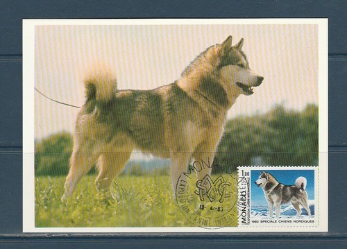 Monaco carte chien - carte, exposition