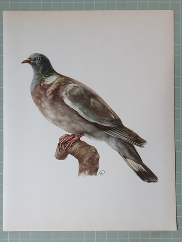 Vintage impression oiseaux - vintage,