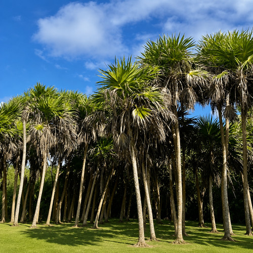 Thrinax radiata seeds - thrinax,