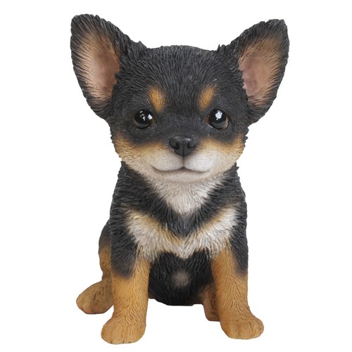 Chihuahua puppy dog - chihuahua,