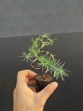 American Larch Bonsai 